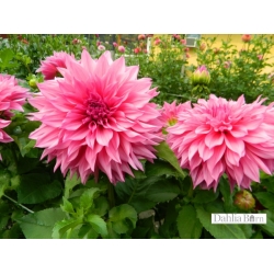 cafe la auit roseDAHLİA